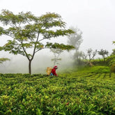 A Women Picking Tea in a Himalayan Tea Farm