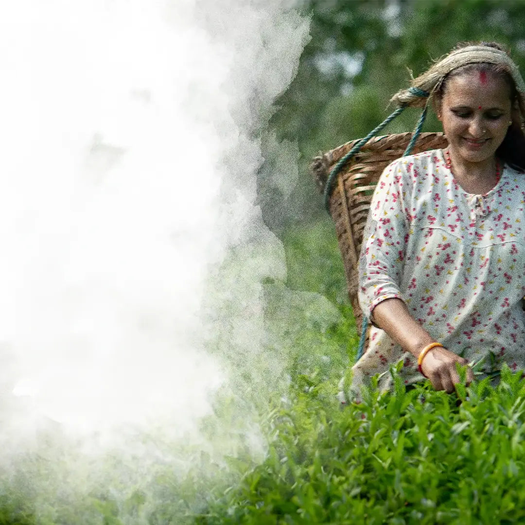 Woman working in a tea field with a basket on her back, surrounded by greenery.