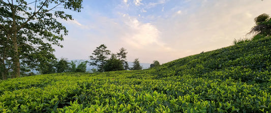 Nepal Second Flush Tea 2026: The Himalayan Alternative to Darjeeling and Assam (And Why It's Smoother)