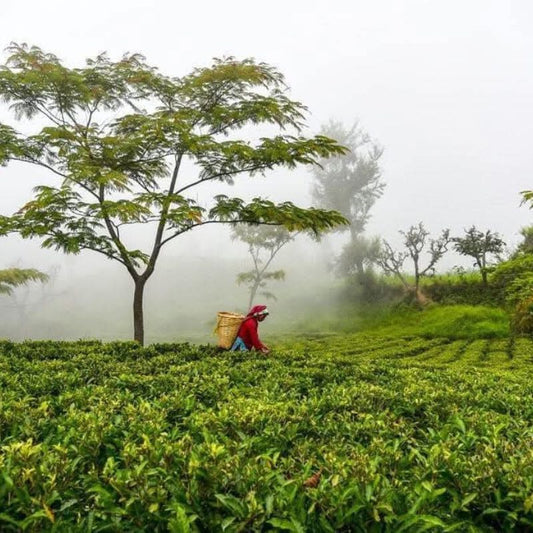 What to Look for When Buying Nepal Tea: A Complete Buyer's Guide