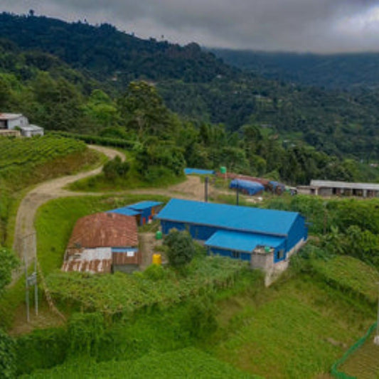 Nepal Organic Tea: A Comprehensive Guide to High-Altitude Himalayan Teas