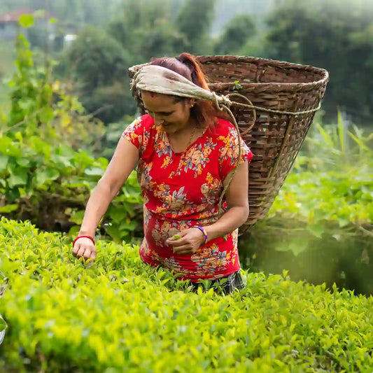 Ceylon Tea and Nepali Tea A Flavorful Comparison