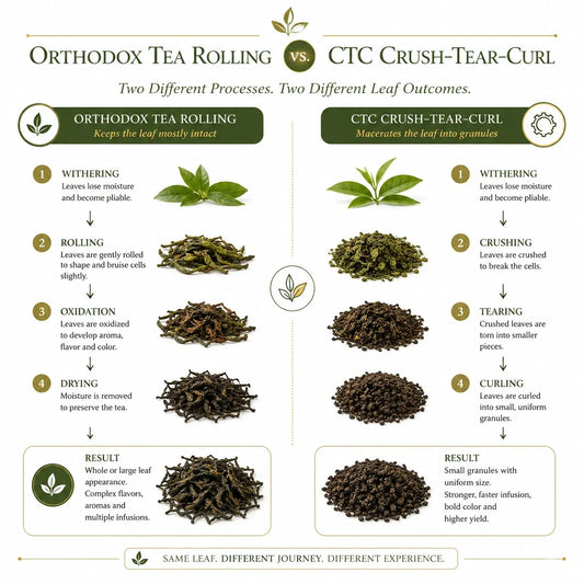 Why Orthodox Tea Tastes Smoother Than CTC — Even Though CTC Extracts More