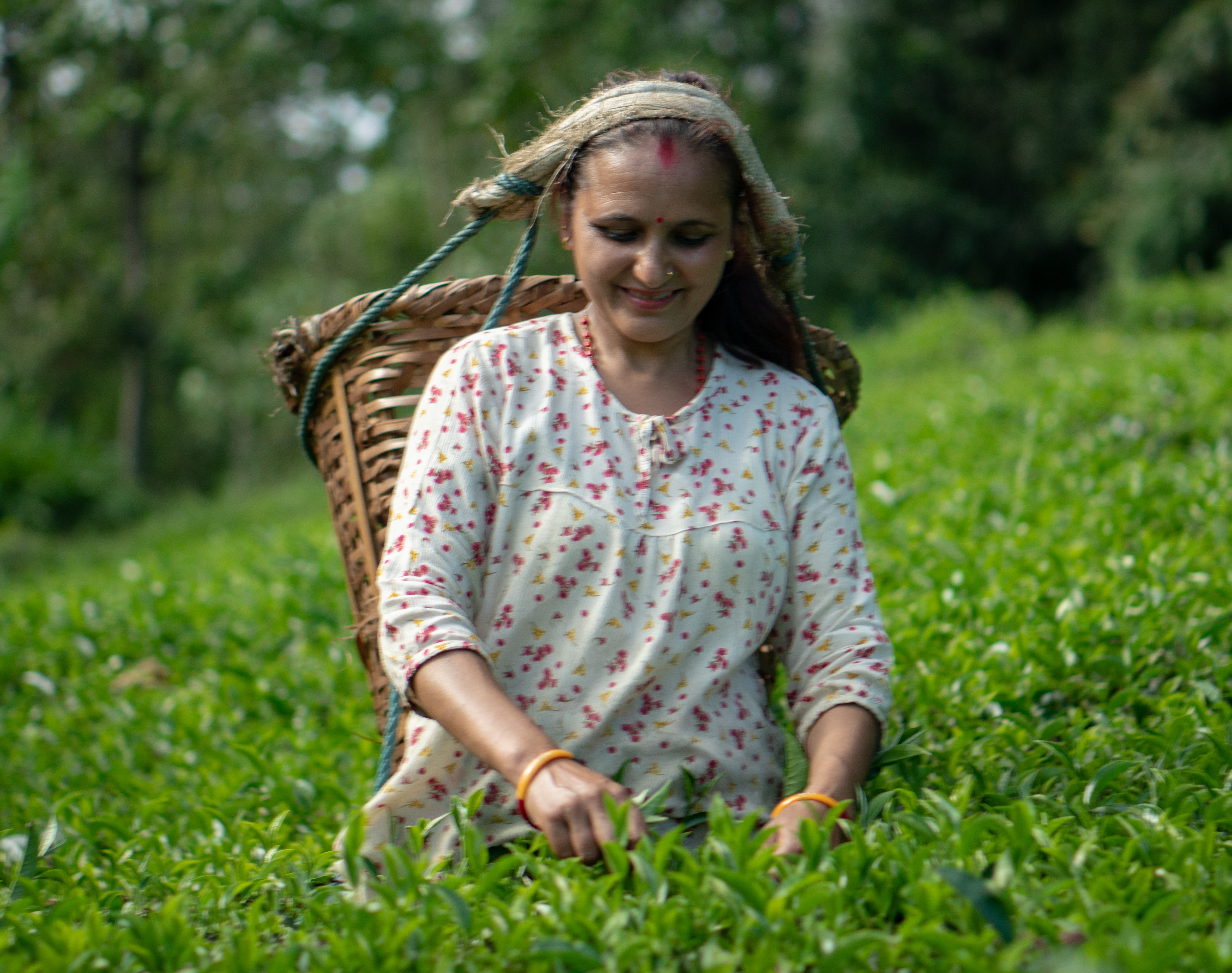 Nepali Tea Plucking by a Farmer