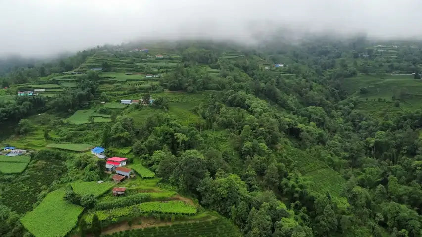 High Altitude tea farm from Nepal