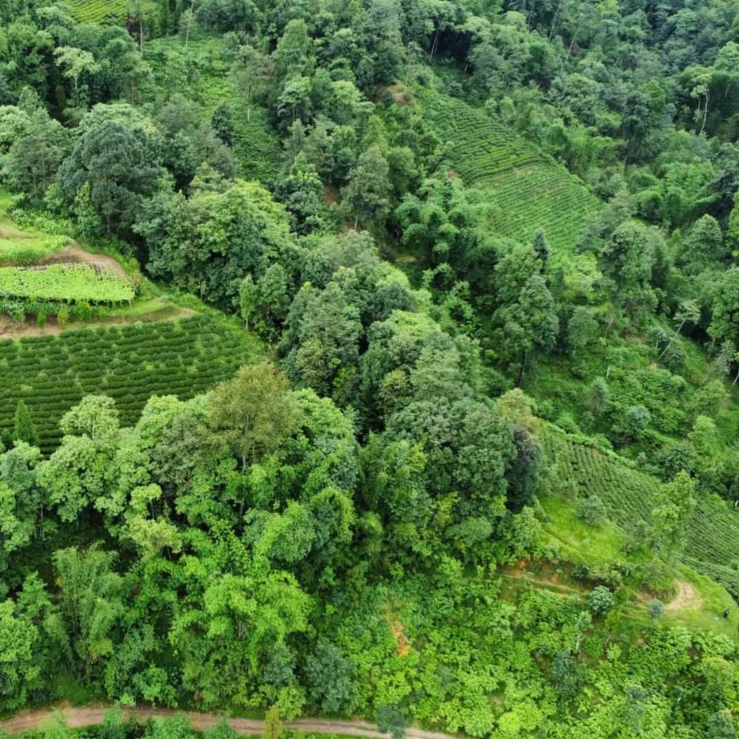 Small Tea Garden in Nepal