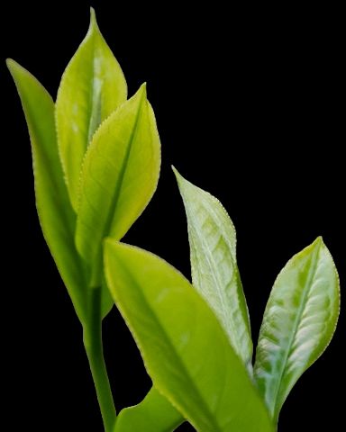 Green_Tea_leaves