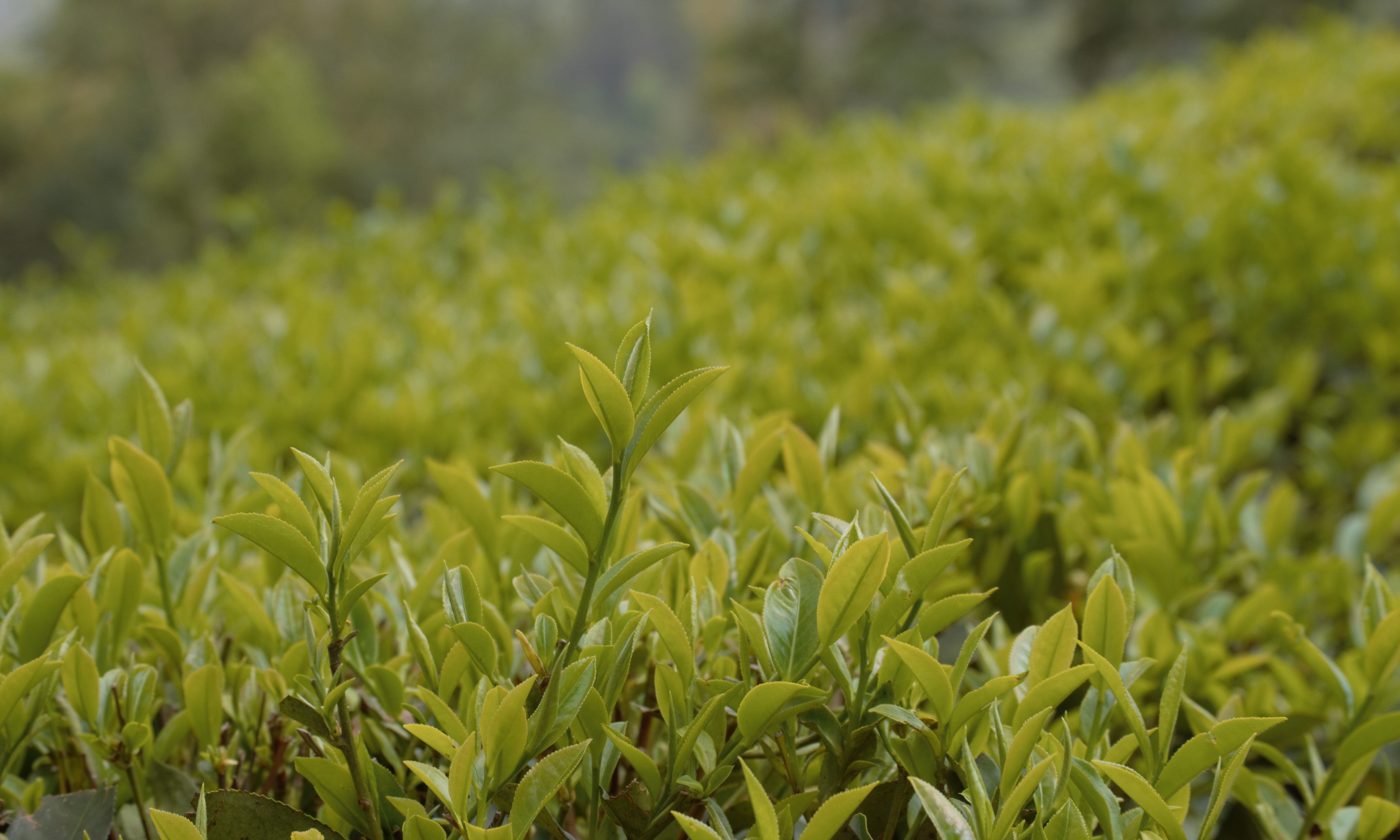 A small tea garden in Nepal