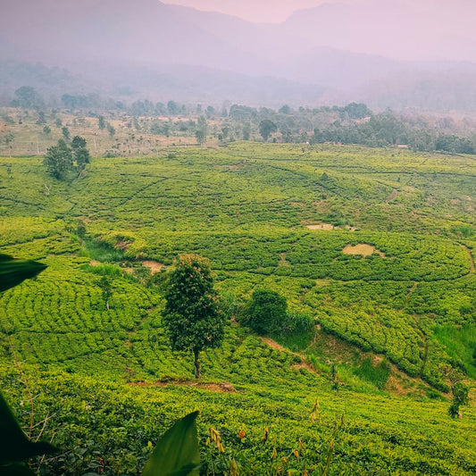 Nepal Tea vs Darjeeling: The Honest Comparison