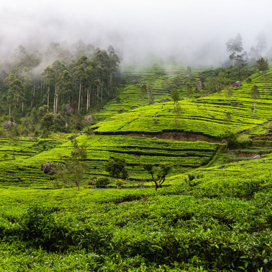 Nepal Tea vs Darjeeling Tea