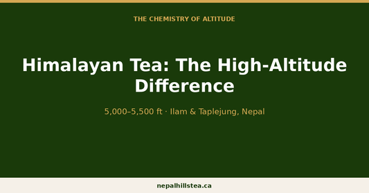 Himalayan Tea: The High-Altitude Difference Explained