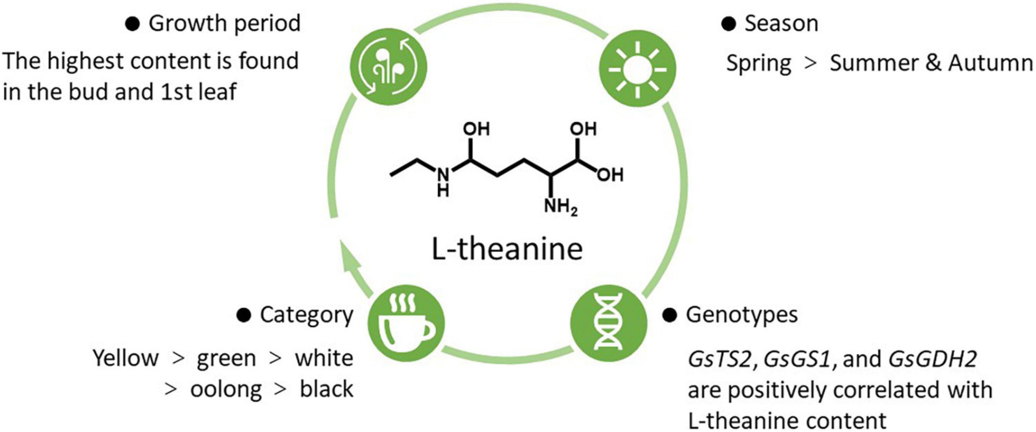 L-Theanine in Tea