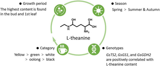 L-Theanine in Tea