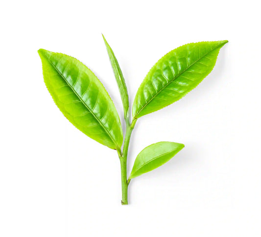 A Whole Leaf of Tea