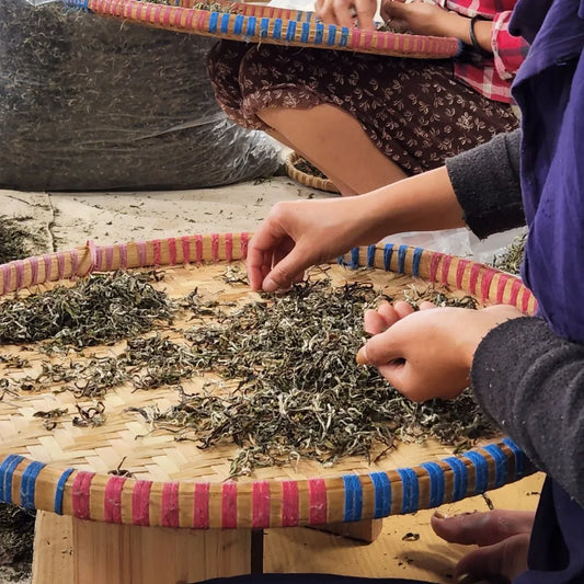 Nepali tea being hand sorted in a bamboo tray