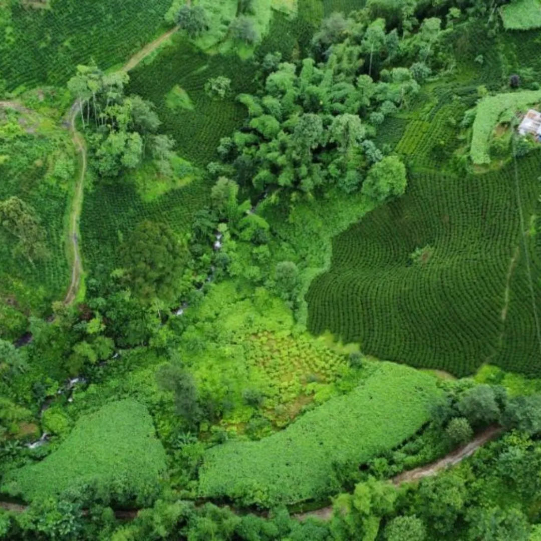 An organic tea farming small garden in Illam, Nepal