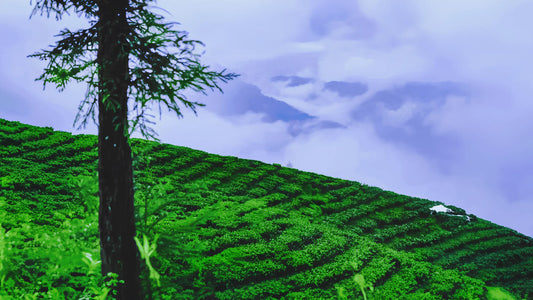 Sandakphu Tea Estate: One Farm, Two Very Different Teas