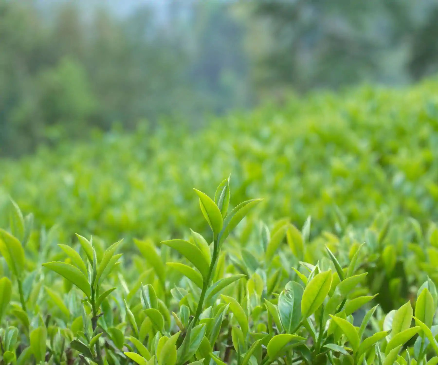 Tea in Garden in Nepal