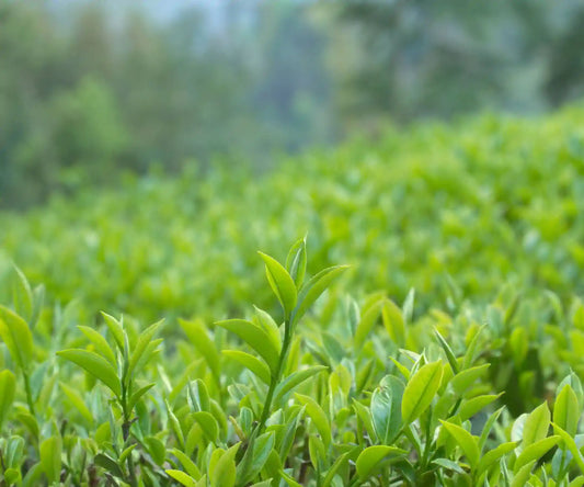 Single Origin Tea: What It Means and Why It Matters