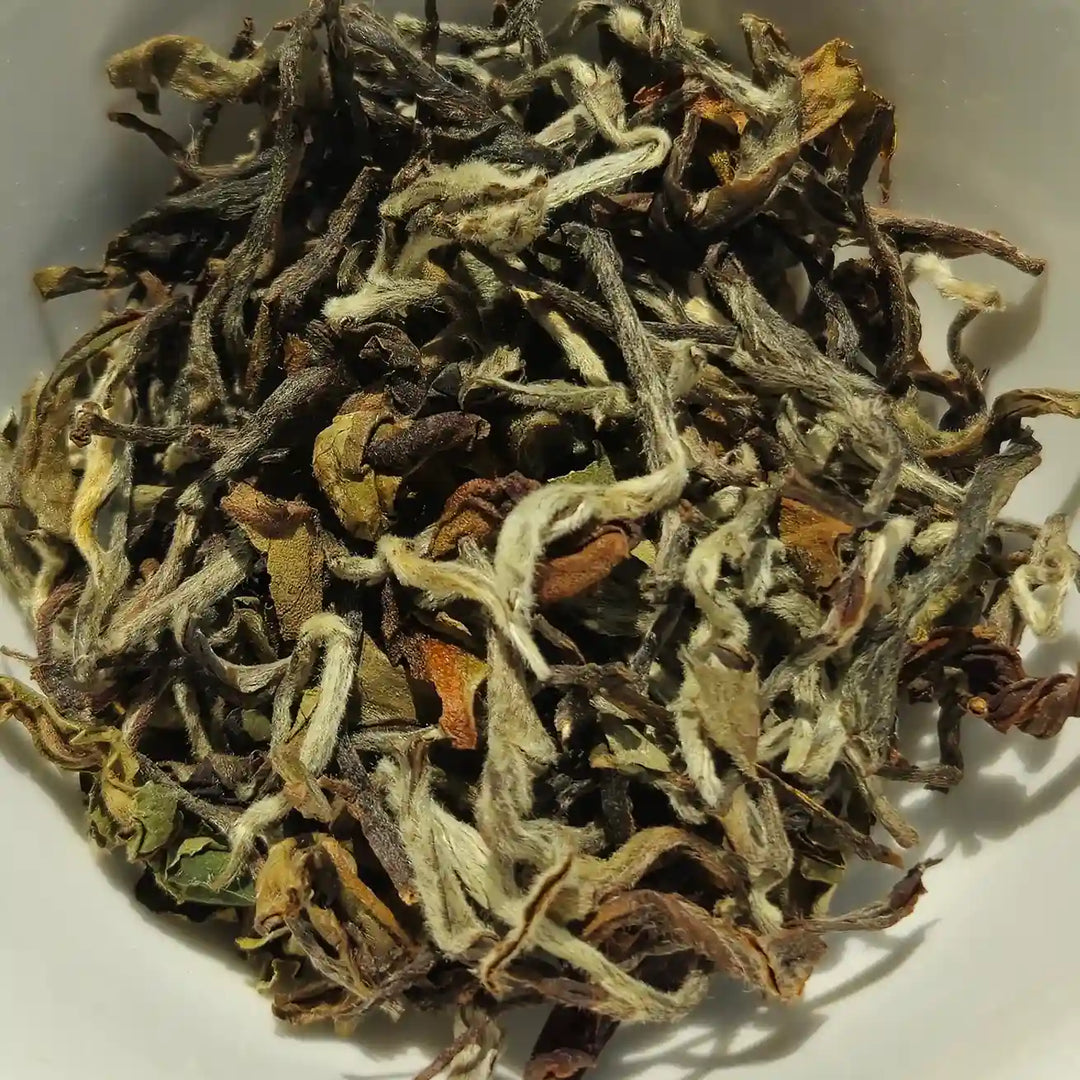 Himalayan White