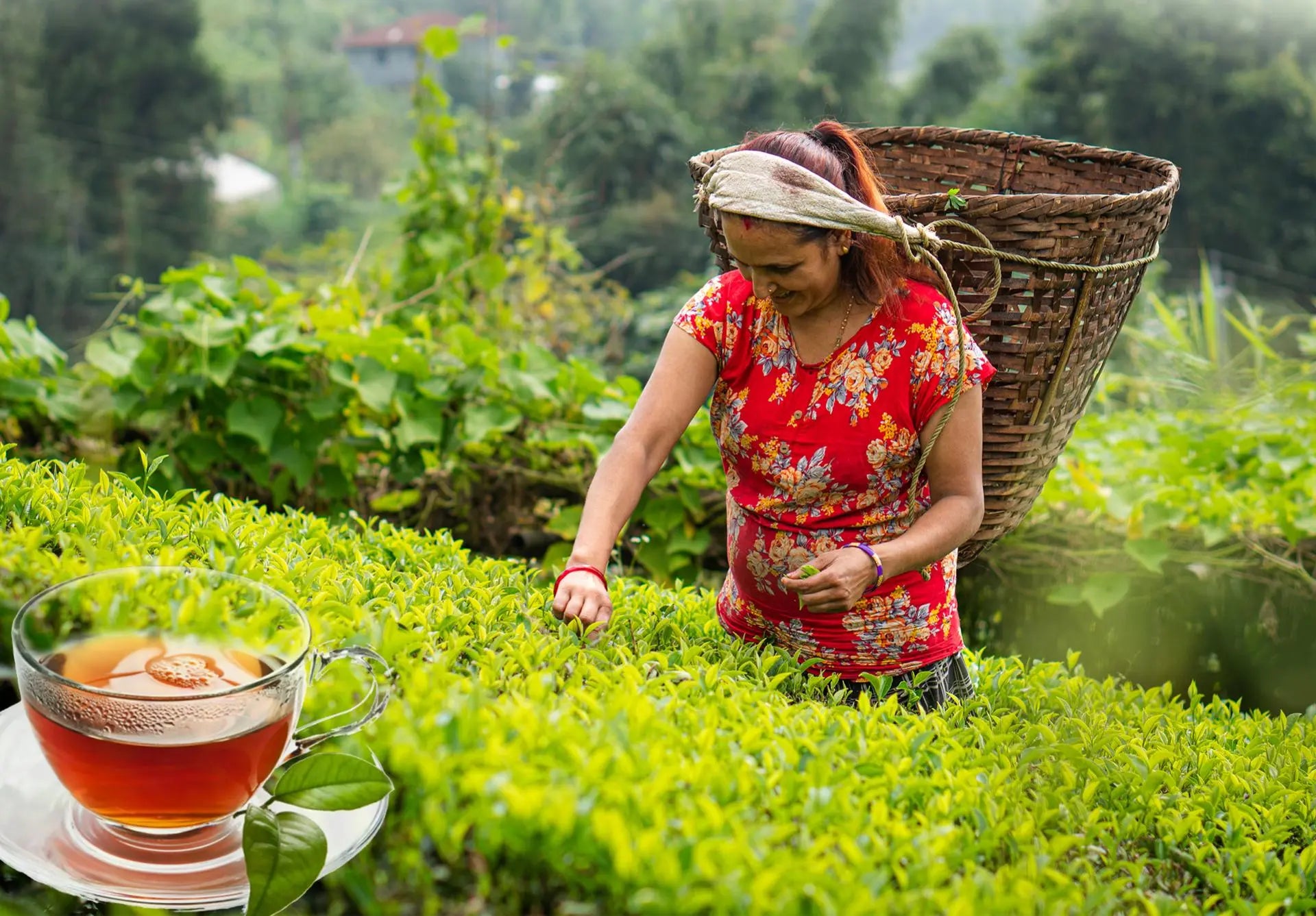 Female picking Nepali Tea Leaves in a Garden